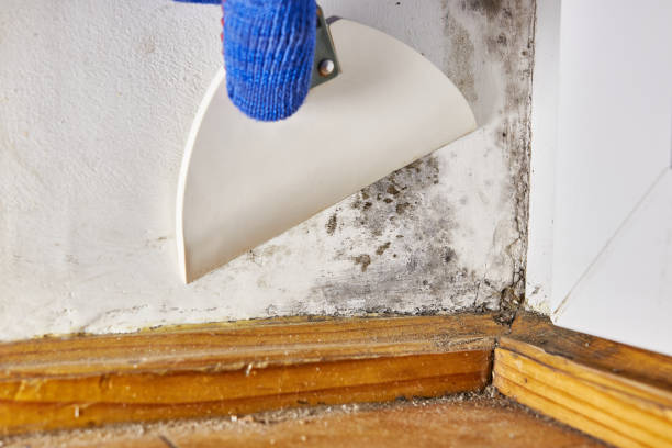 Trusted Cape Canaveral, FL Mold Removal Experts